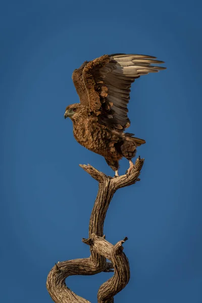 털북숭이 독수리가 날개를 치켜들어 륙한다 — 스톡 사진