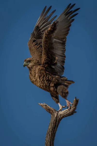 Tawny Eagle Lifting Wings Take — Stock Photo, Image