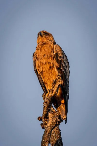 Águila Tawny Rama Retorcida Amanecer — Foto de Stock