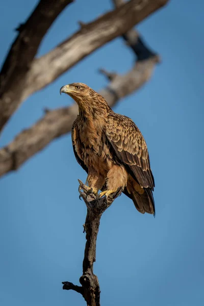 Tawny Eagle Dead Branch Sun — Stock Photo, Image
