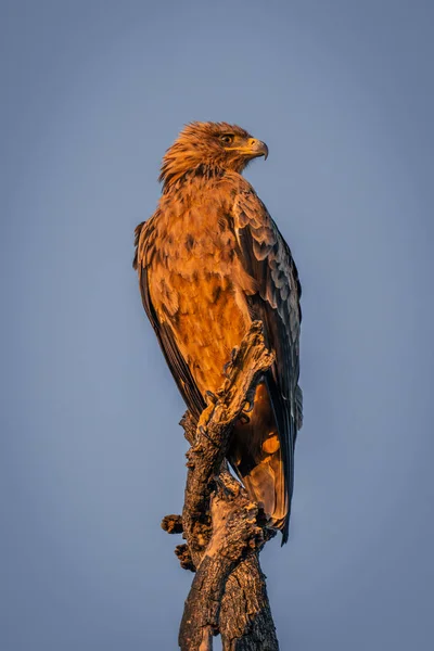 Tawny Eagle Twisted Branch Turning Head — Stock Photo, Image