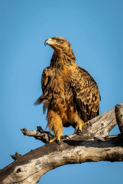 Tawny Adler Auf Totem Baum Mit Schlaglicht — Stockfoto