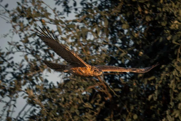 Tawny Eagle Glijdt Langs Bomen Met Catchlight — Stockfoto