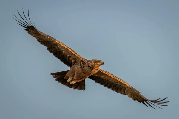 털북숭이 독수리가 하늘을 미끄러지듯 지나간다 — 스톡 사진