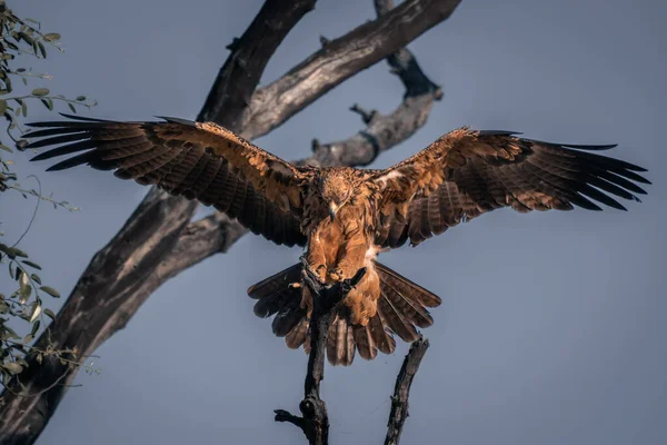 Tawny Águila Aterriza Tocón Bajo Sol —  Fotos de Stock