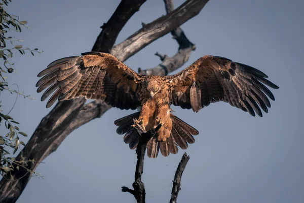 Τσακισμένος Αετός Προσγειώνεται Στο Κλαδί Στον Ήλιο — Φωτογραφία Αρχείου