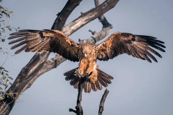 Tawny Águila Aterriza Árbol Bajo Sol — Foto de Stock