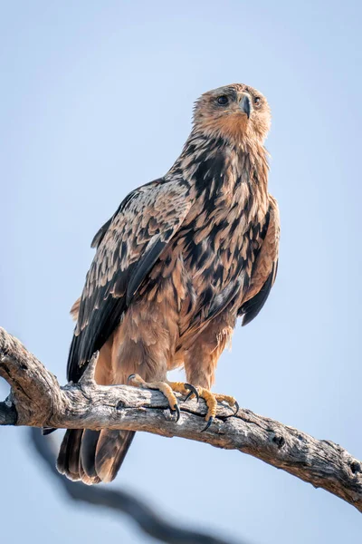 Tawny Adler Auf Totem Ast Der Sonne — Stockfoto