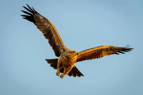 Águila Tawny Vuela Bajo Cielo Azul Claro — Foto de Stock
