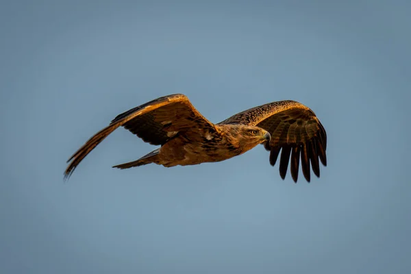 Tawny Eagle Gliding Clear Blue Sky — Stock Photo, Image