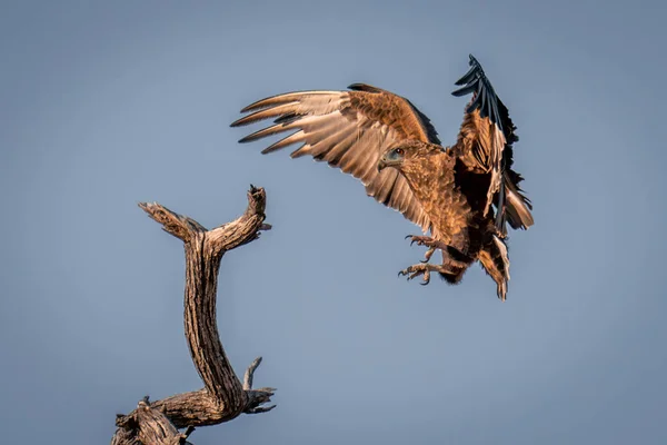 Tawny Eagle Flies Dead Tree Stump — Stock Photo, Image
