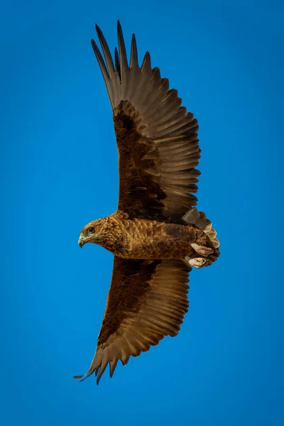 Tawny Eagle Glides Perfect Blue Sky — Stock Photo, Image
