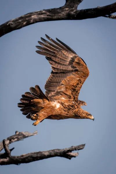 Τσακισμένος Αετός Πετάει Από Κλαδί Στον Ήλιο — Φωτογραφία Αρχείου
