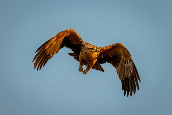 Tawny Adler Fliegt Klaren Blauen Himmel — Stockfoto