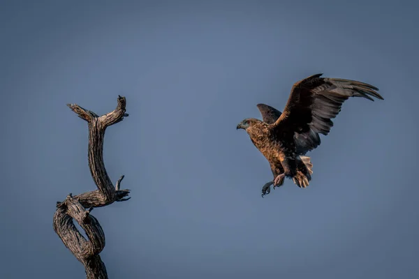 Tawny Eagle Approaches Branch Blue Sky — Stock Photo, Image