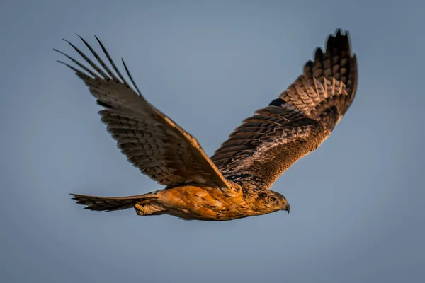 Tawny Eagle Flies Clear Blue Sky — Stock Photo, Image