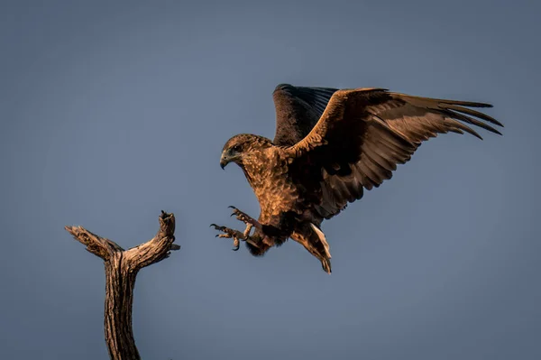 Tawny Águila Punto Aterrizar Rama —  Fotos de Stock