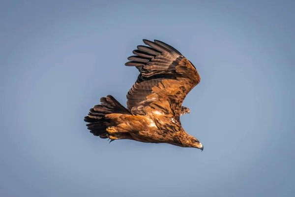 Tawny Eagle Fliegt Durch Strahlend Blauen Himmel — Stockfoto