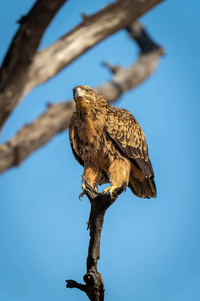 Tawny Eagle Crouches Branch Sunshine — Stock Photo, Image