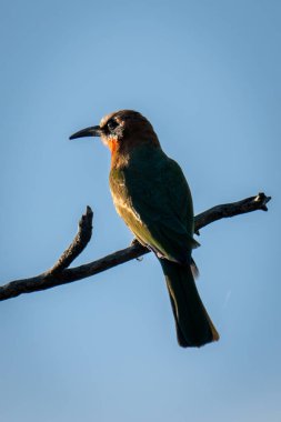 Mavi gökyüzünün altında beyaz önlü arı yiyici