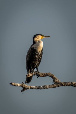 White-breasted cormorant on branch in blue sky clipart