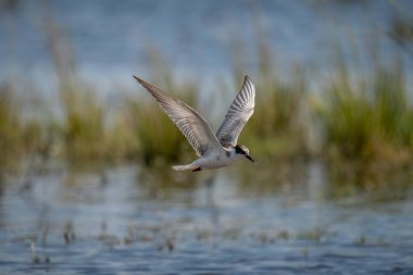 Bıyıklı deniz kestanesi yiyecek taşıyordu.