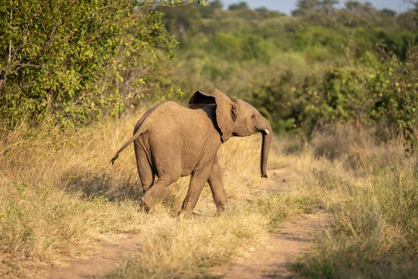 非洲小象穿越沙地 — 图库照片