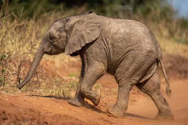 Молодой Африканский Слон Пересекает Грунтовые Пути — стоковое фото