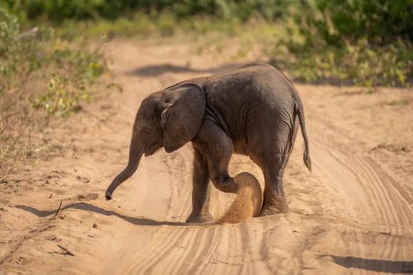 Молодой Африканский Слон Отбрасывает Песок Назад — стоковое фото