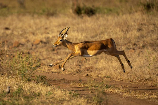 Young Male Common Impala Leaps Track — Stock Photo, Image