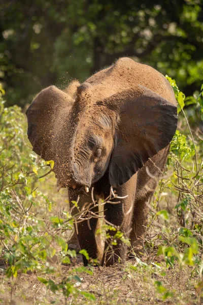 Joven Elefante Africano Lanza Arena Sobre Cabeza —  Fotos de Stock