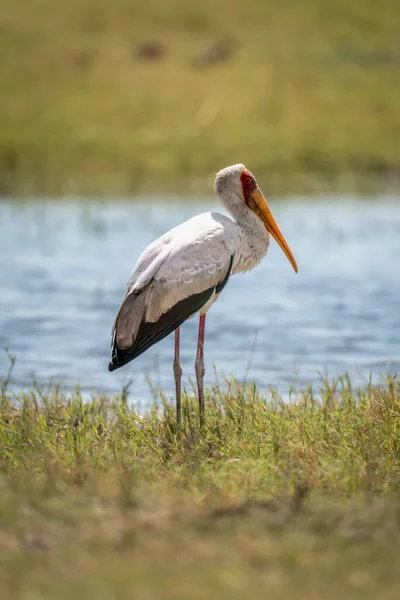 stock image Yellow-billed stork stands in profile on riverbank