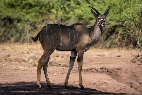 Junge Männliche Kudu Steht Schatten — Stockfoto