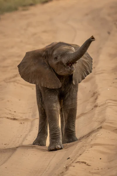 Joven Elefante Africano Arbusto Levanta Tronco — Foto de Stock