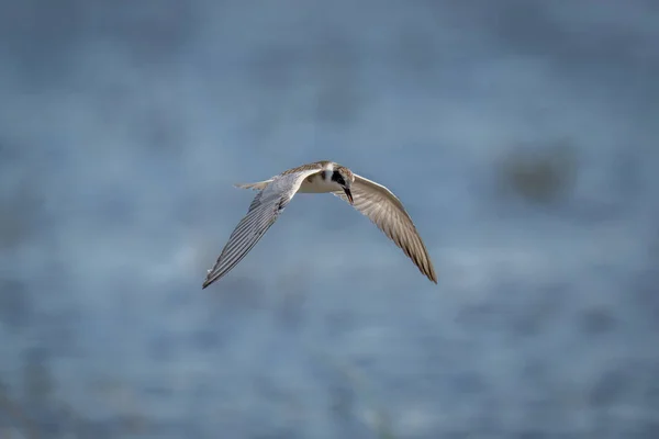 Whiskered Tern Volando Sobre Río Mirando Hacia Abajo — Foto de Stock