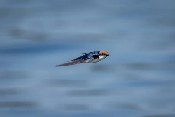 Drahtschwanzschwalbe Mit Schlaglicht Fliegt Über Fluss — Stockfoto