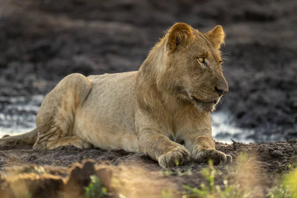 Junger Löwe Liegt Schlamm Wasserloch — Stockfoto
