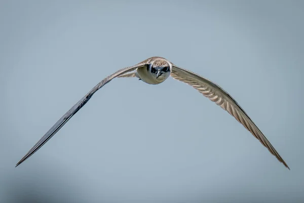 Whiskered Tern Flies Camera Sunshine — Stock Photo, Image