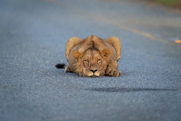 Junge Löwenmännchen Liegt Flach Auf Autobahn — Stockfoto