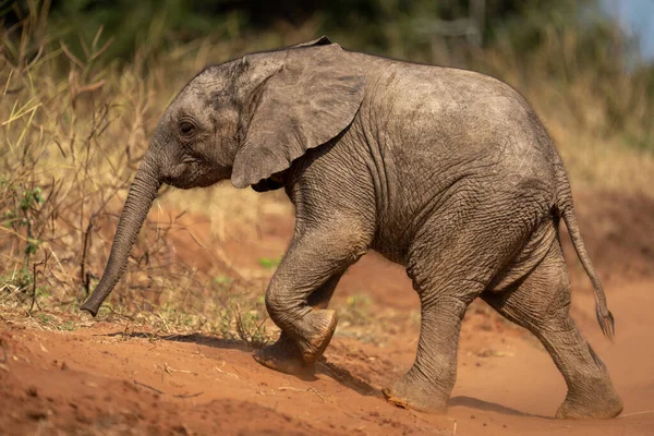 Молодой Африканский Слон Пересекает Песчаную Дорожку — стоковое фото