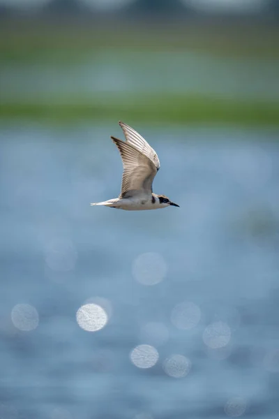 Rybák Vousatý Letí Nad Vodou Slunečním Svitu — Stock fotografie