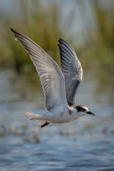 鳥が水の上を飛んで食べ物を運ぶ — ストック写真