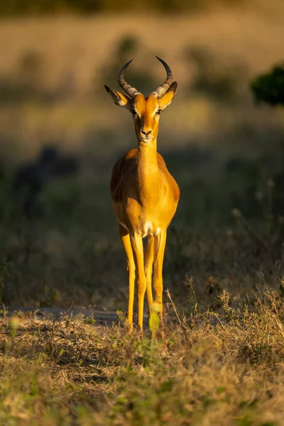 Young Male Common Impala Stands Facing Camera — Stock Photo, Image