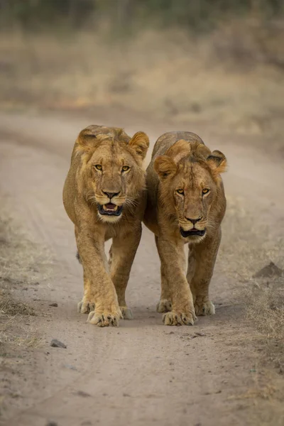 Dva Mladí Lvi Kráčejí Podél Cesty — Stock fotografie