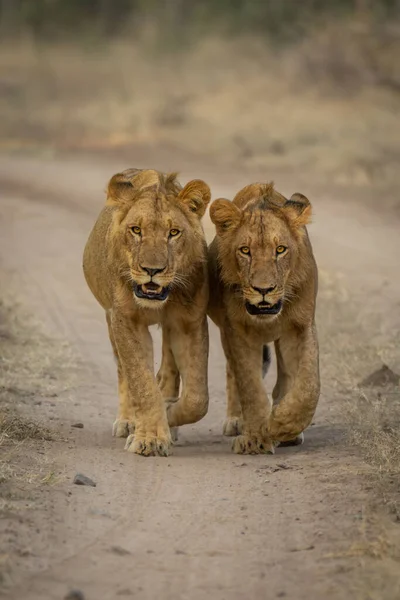 Dva Mladí Lvi Kráčejí Stezce — Stock fotografie