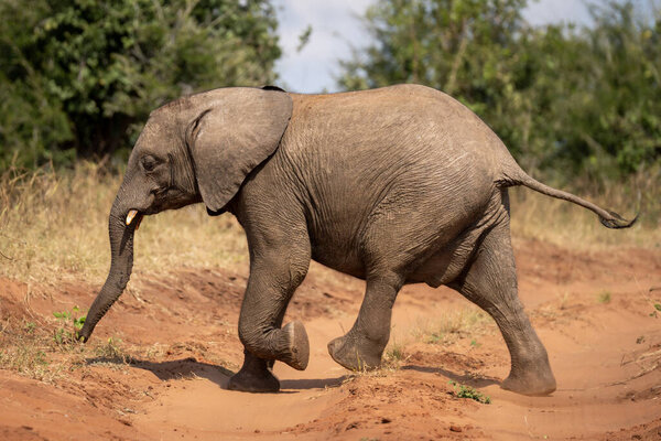 Young African bush elephant running across track