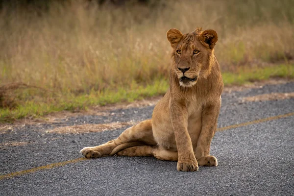 Junge Löwenmännchen Legt Sich Auf Straße — Stockfoto