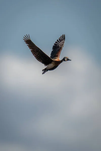 White Faced Whistling Duck Flies Clouds Background — Stock Photo, Image