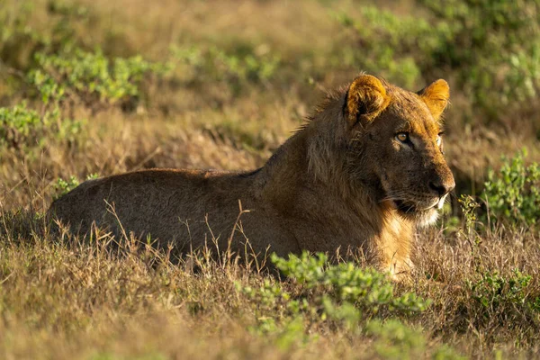 Νεαρό Λιοντάρι Κείτεται Στο Γρασίδι Στον Ήλιο — Φωτογραφία Αρχείου