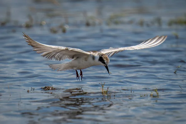 Schnurseeschwalbe Schnappt Beute Aus Sonnenbeschienenenem Fluss — Stockfoto